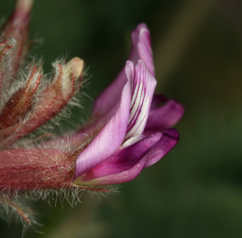 Image of shaggy milkvetch