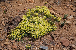 Image of Bodie Hills cusickiella