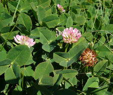 Image of strawberry clover