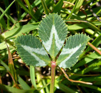 Image de Trifolium fucatum Lindl.