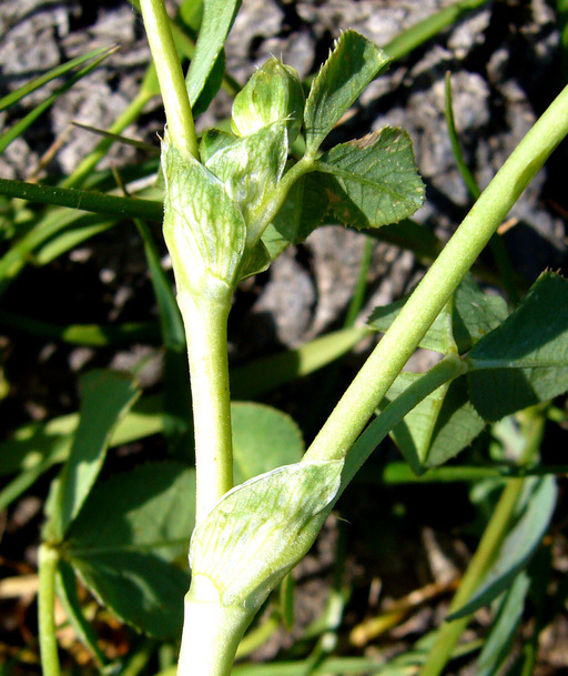 Image de Trifolium fucatum Lindl.