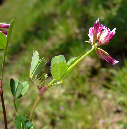 Image of Slender Clover