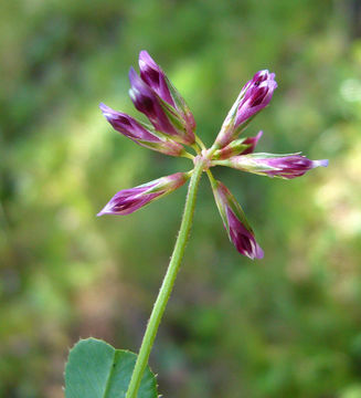 Image of Slender Clover