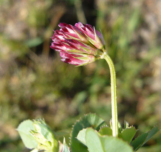 Image of Slender Clover