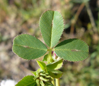 Image of Slender Clover