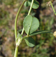 Image of Slender Clover