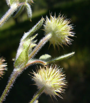 Trifolium microcephalum Pursh resmi