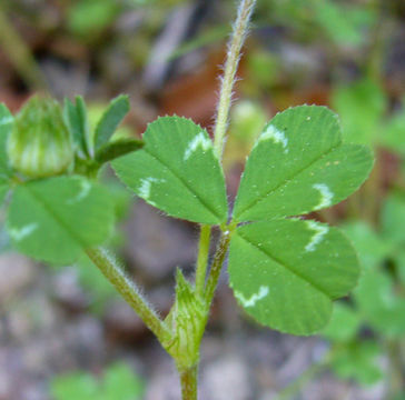 Image of thimble clover