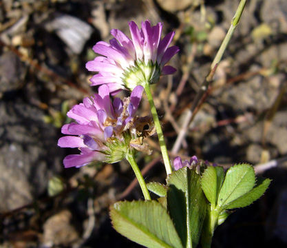 Image of reversed clover