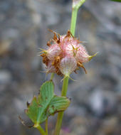 Image of reversed clover