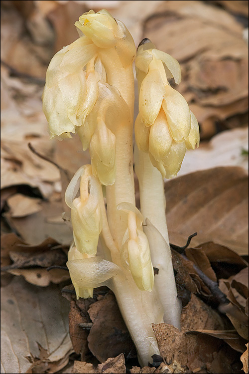 Image of <i>Monotropa hypophegea</i>