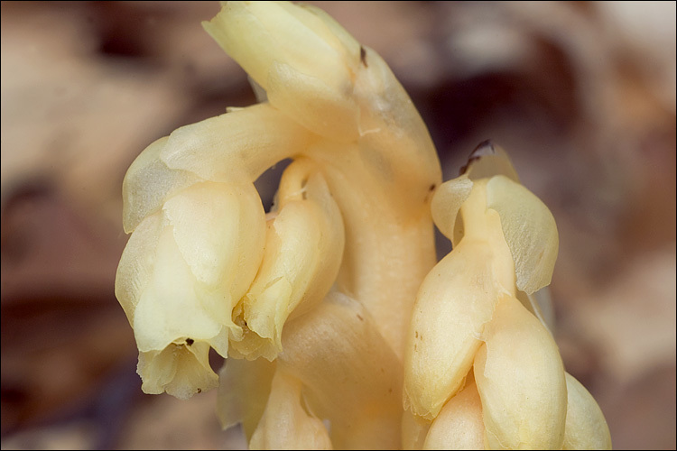 Image of <i>Monotropa hypophegea</i>