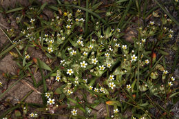 Image of Small-Flower Starlet