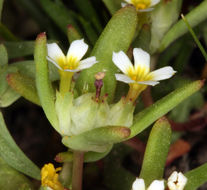 Image of Small-Flower Starlet