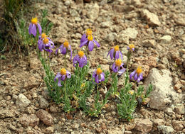 Image of Lava aster