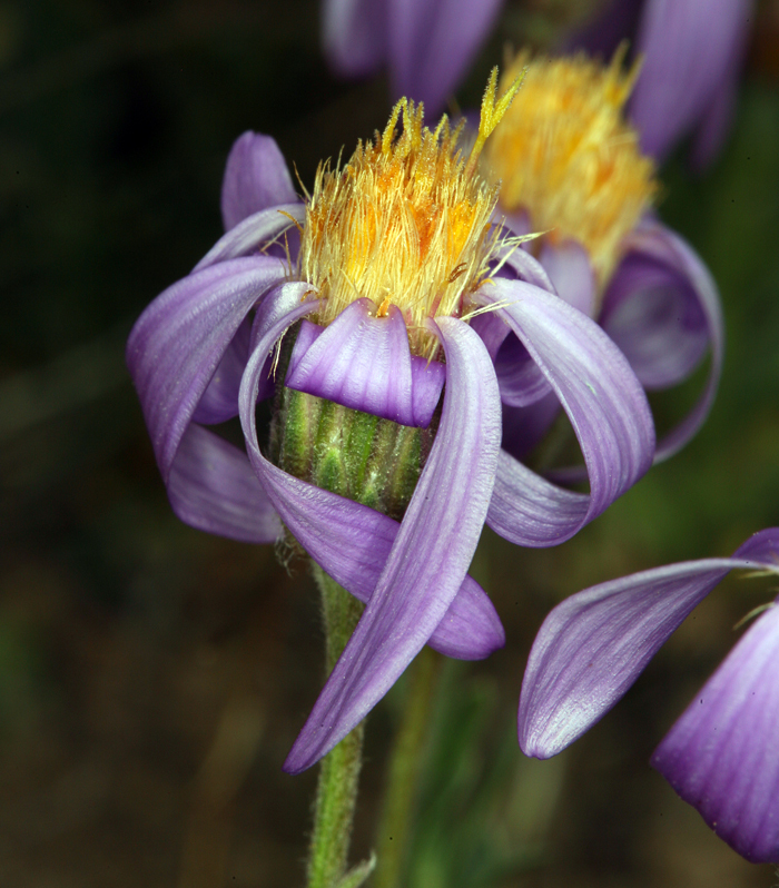 Image of Lava aster