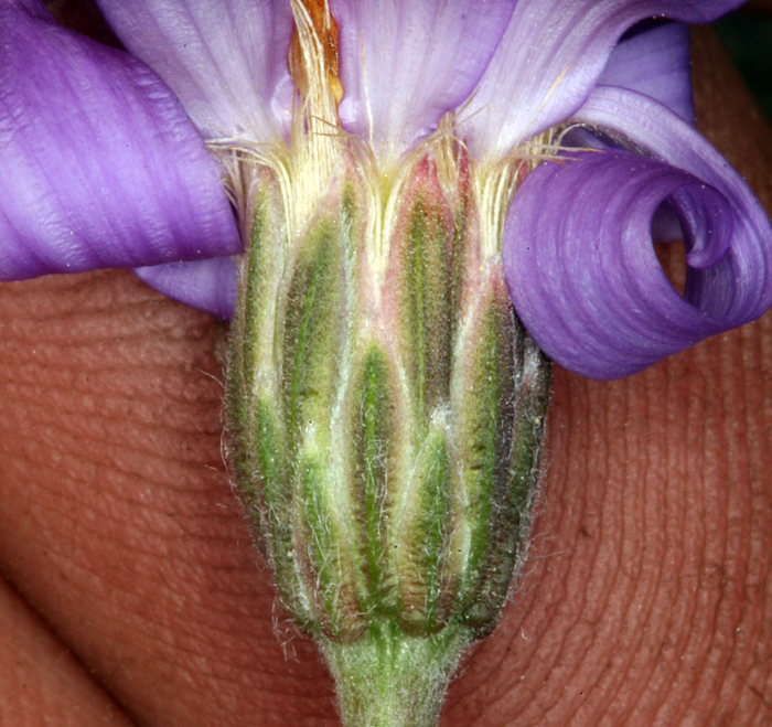 Image of Lava aster