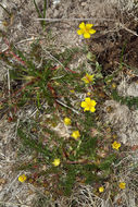 Слика од Potentilla millefolia Rydb.