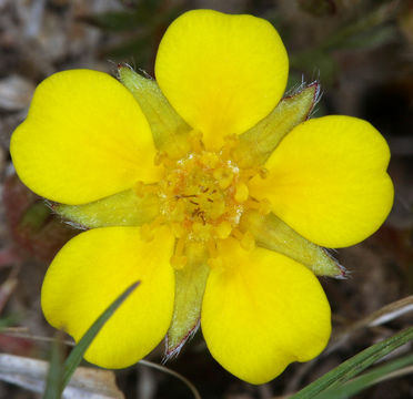 Слика од Potentilla millefolia Rydb.