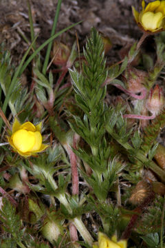 Image of Cut-Leaf Cinquefoil