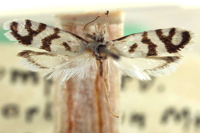 Image of Bogus yucca moths