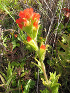 Image of <i>Castilleja wightii</i>