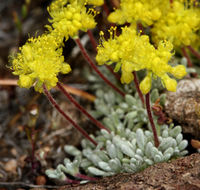 Imagem de Eriogonum caespitosum Nutt.