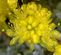 Imagem de Eriogonum caespitosum Nutt.