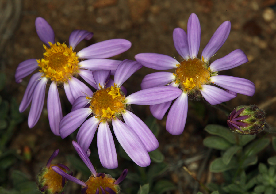 Image of Lava aster