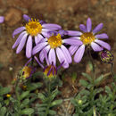 Image of Lava aster