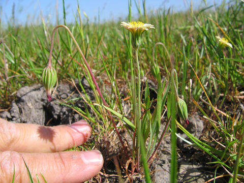 Image of Sierra foothill silverpuffs