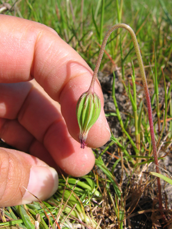 Image of Sierra foothill silverpuffs