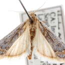 Heterographis Ragonot 1885 resmi