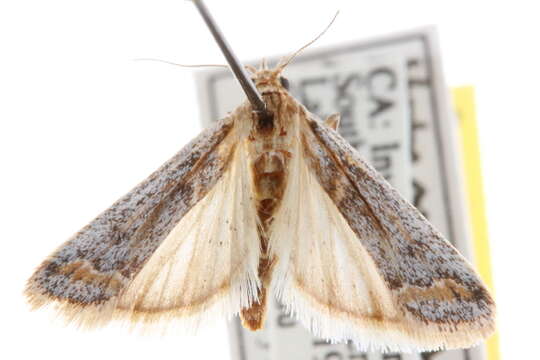 Heterographis Ragonot 1885 resmi