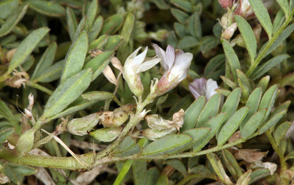 Imagem de Astragalus lemmonii A. Gray