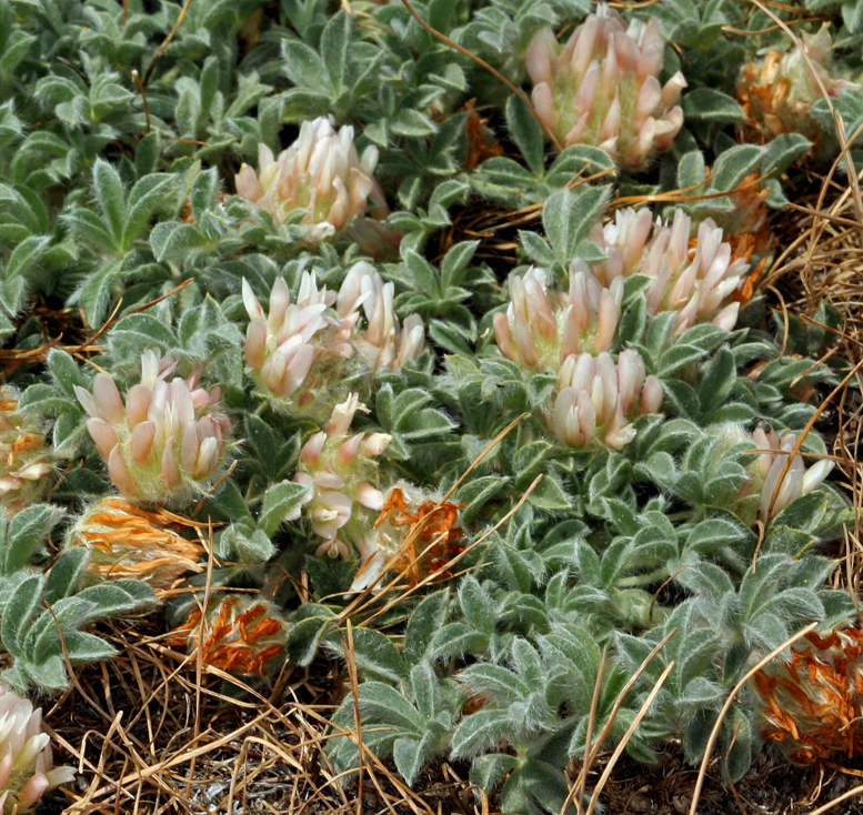 Image of <i>Trifolium <i>andersonii</i></i> ssp. andersonii