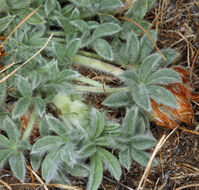 Image of <i>Trifolium <i>andersonii</i></i> ssp. andersonii