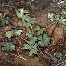 Image of Trifolium macrocephalum (Pursh) Poir.