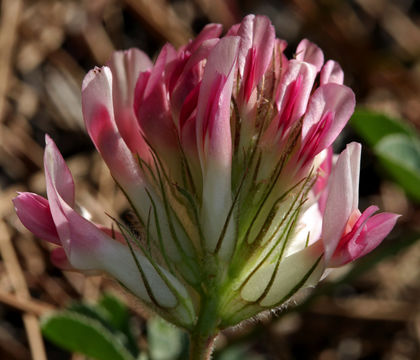 Plancia ëd Trifolium macrocephalum (Pursh) Poir.