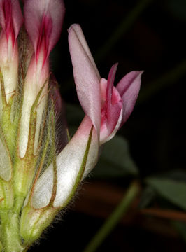 Plancia ëd Trifolium macrocephalum (Pursh) Poir.