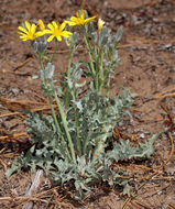 Image of limestone hawksbeard