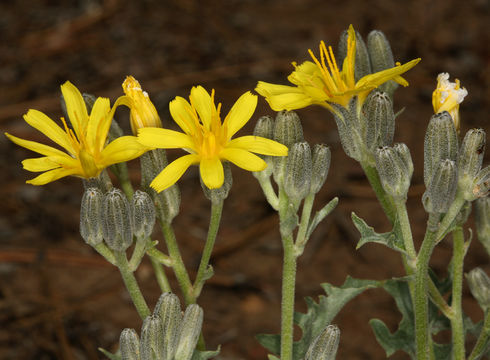 Image of limestone hawksbeard