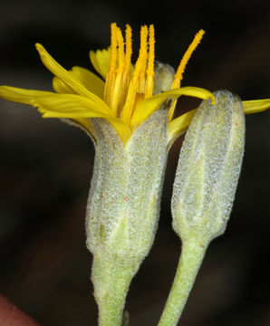 Image of limestone hawksbeard