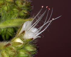 Phacelia heterophylla var. virgata (Greene) R. D. Dorn resmi