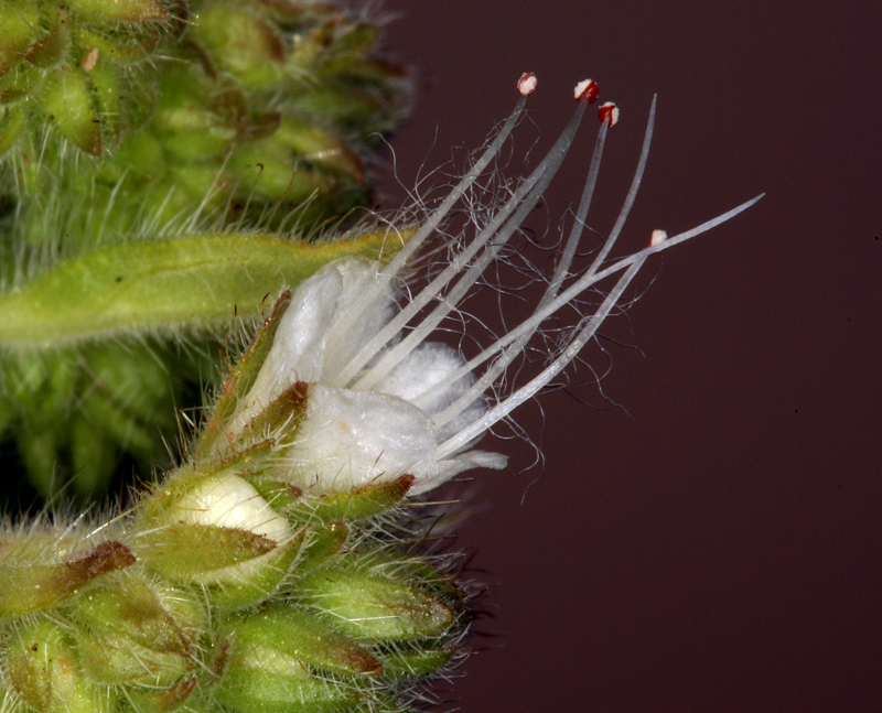 Phacelia heterophylla var. virgata (Greene) R. D. Dorn的圖片