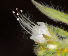 Phacelia heterophylla var. virgata (Greene) R. D. Dorn resmi