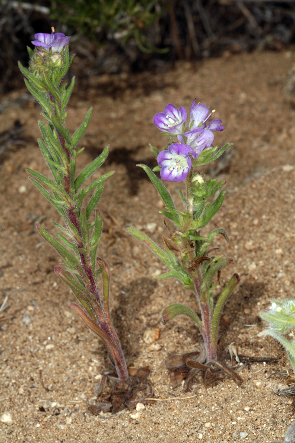 Image of threadleaf phacelia