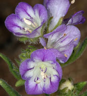 Image of threadleaf phacelia