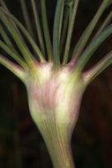 Lomatium nudicaule (Pursh) Coult. & Rose的圖片