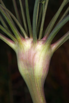 Image of barestem biscuitroot